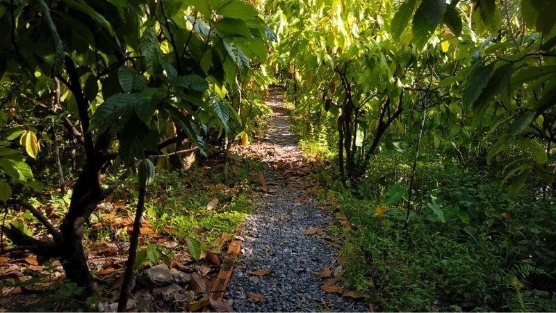 Mười Cương là một vườn ca cao đẹp và đầy hứa hẹn. Các cây ca cao được trồng tại đây cho ra những hạt cacao chất lượng cao, với mùi thơm ngào ngạt và hương vị đậm đà. Vườn ca cao này là một điểm đến tuyệt vời cho những người yêu thích sô cô la và muốn tìm hiểu về quá trình sản xuất cacao.
