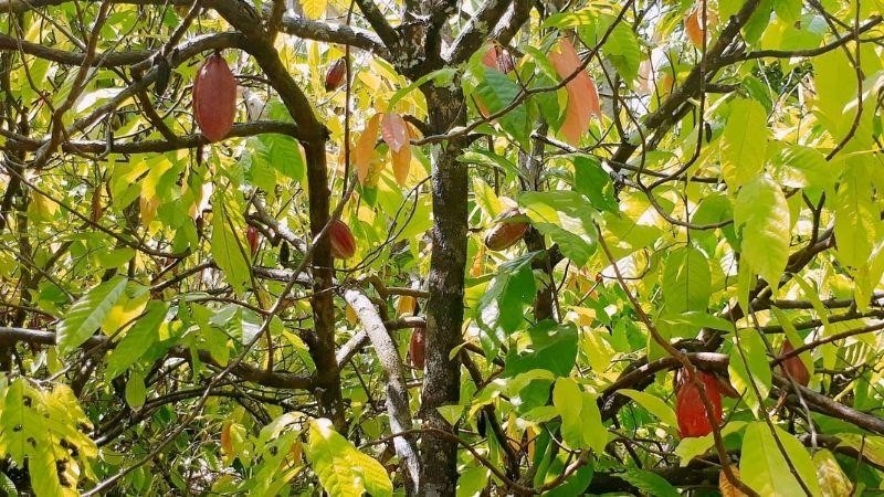 Mười Cương là một vườn ca cao đẹp và đầy hứa hẹn. Các cây ca cao được trồng tại đây cho ra những hạt cacao chất lượng cao, với mùi thơm ngào ngạt và hương vị đậm đà. Vườn ca cao này là một điểm đến tuyệt vời cho những người yêu thích sô cô la và muốn tìm hiểu về quá trình sản xuất cacao.